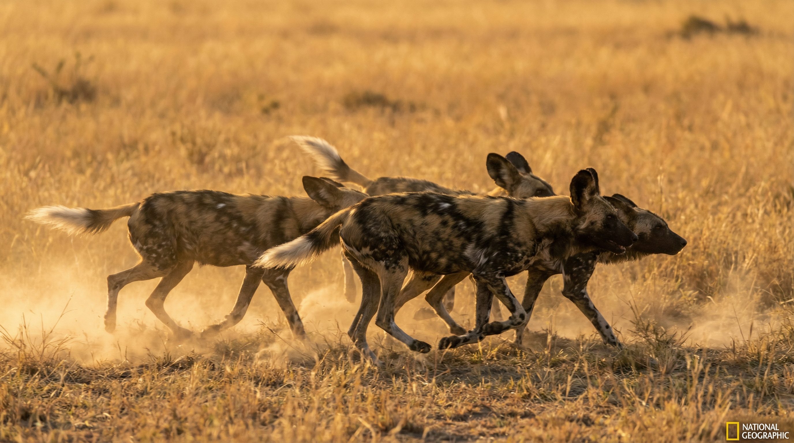 糖心野生动物保护视频