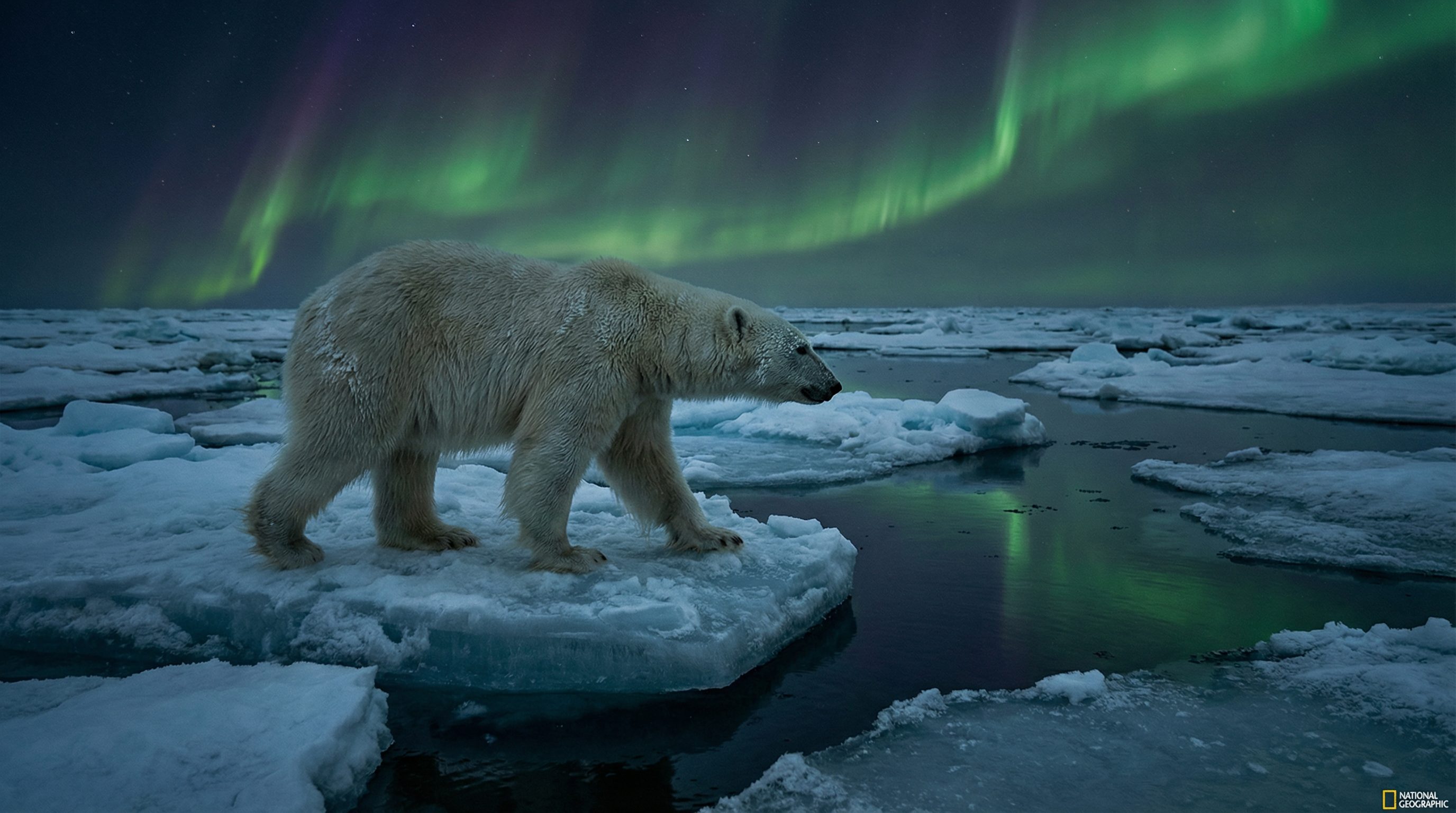 糖心视频：北极熊极地探险视频演示